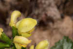 Yellow archangel